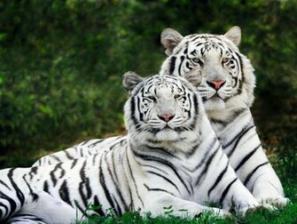 Desktop Wallpaper Background Tiger Lion