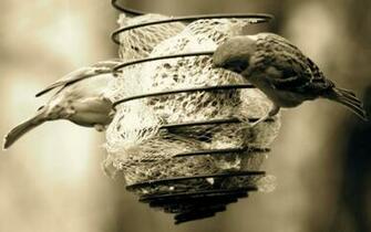 Birds Sepia Sparrow Wallpaper Allwallpaper In Pc