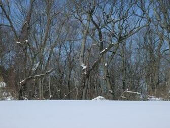 Snowy Field Wallpaper