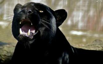 Panther Wallpaper Photo Desktop