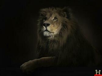 Animal Wallpaper Funny Amazing HD