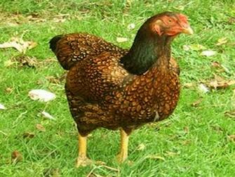 Hen Wallpaper Background Computer S