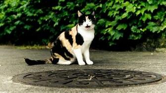 Pics Photos Funny Cats Animals With Beautiful Quotes On Life And