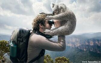 Koala Wallpaper Cute And Pretty Koalas HD