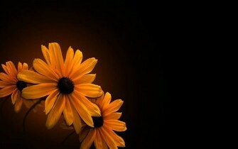 Flower On Black Background Wallpaper HD High Resolution Background
