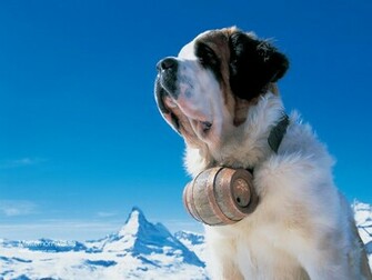 Saint Bernard Dogs Wallpaper