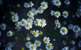 Daisy Aesthetic Computer Wallpaper