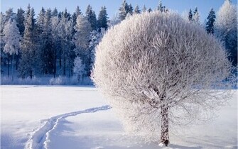 Winter Nature Trees Wallpaper