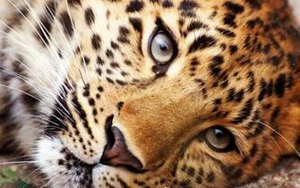 Animals Live Wallpaper Android Apps On Google Play