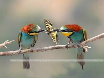 Bird Eating Butterfly Wallpaper