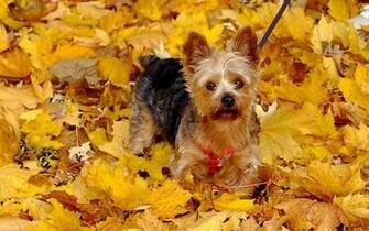 HD Cute Little Pooch Wallpaper