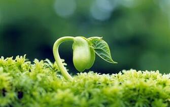 Life Wallpaper World