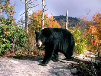 Black Bears Returning To The Hills