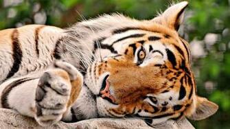 Beautiful Tiger Sleeping In Jungle HD Desktop Background Wallpaper