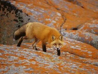 Red Foxes Wallpaper Fun Animals Wiki Videos Pictures