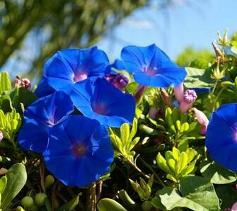 Flowers For Flower Lovers Wallpaper HD Desktop Beautiful