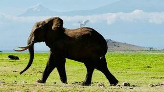 Celebrate World Elephant Day By Not Riding An Quartz