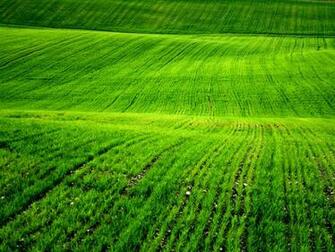 Beautiful Green Grass Wallpaper Pictures
