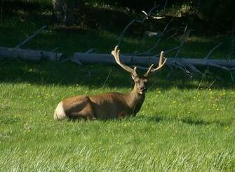 Bull Elk Attacking A Tourists Car