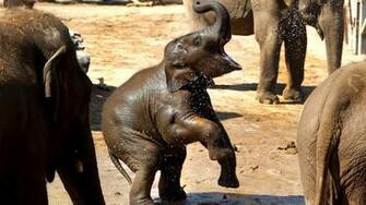 Baby Elephant Wallpaper For iPhone Gallery