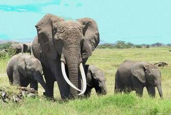 Photos Elephant HD Wallpaper