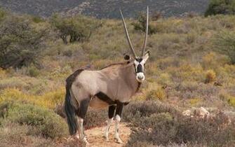 Oryx Wallpaper
