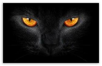 Black Cat HD Wallpaper For Wide Widescreen Whxga Wqxga Wuxga