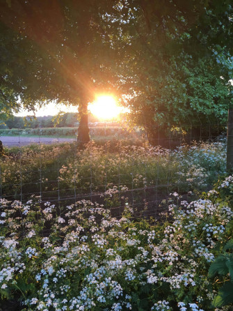Aesthetic Nature Wallpaper