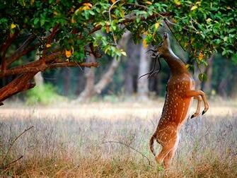 High Definition Photo And Wallpaper Deer