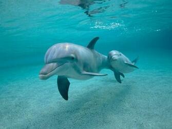Dolphin Wallpaper HD 3d Dolphins Background Shayari
