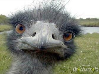 Funny Animals Screensaver