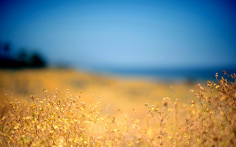 Field Of Flowers HD Wallpaper