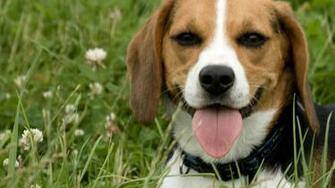 Image Beagle In Tall Grass Wallpaper For