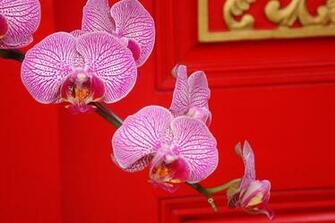 Japanese Cherry Blossom Wallpaper