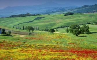 Green Meadow Wallpaper