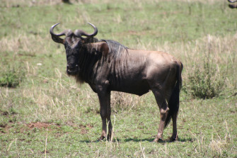 Wildebeest Wallpaper Animal Hq Picture