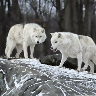 Animals HD Animal Wallpaper