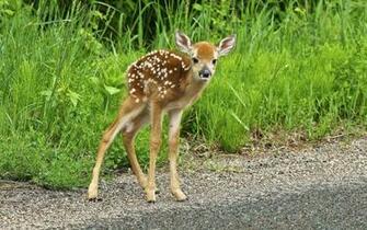 Beautiful Wallpaper Deer