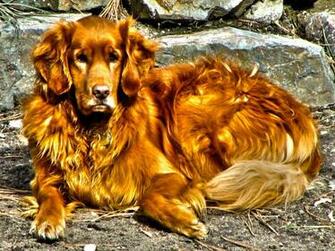 Alone In Sunset Golden Retriever Sitting Standing