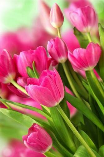 Pink Tulips Wallpaper iPhone Flowers Bouquet