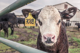 Farm Animal Wallpaper