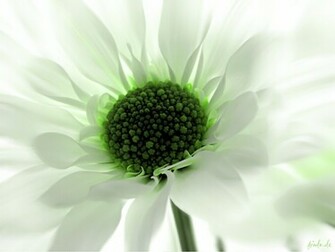 Green Flowers Wallpaper All New