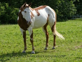 Paint Horse Wallpaper Image Search Results