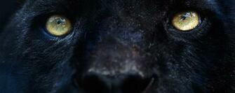 Black Panther Eyes