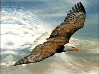 Flying Eagle Wallpaper Walltor