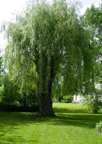 Pollarding Or Lollipop Trees Genie In The Garden