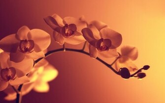 Orchid Flowers On A Branch Wallpaper
