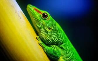 Green Lizard Wallpaper