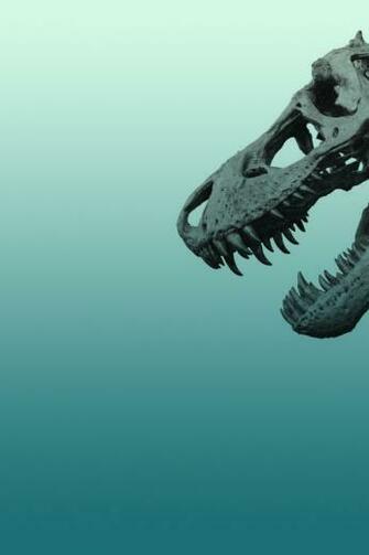Skeleton Dinosaur iPhone Wallpaper
