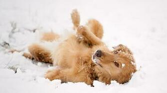 Red Dog Lying In The Snow Wallpaper And Image Pictures